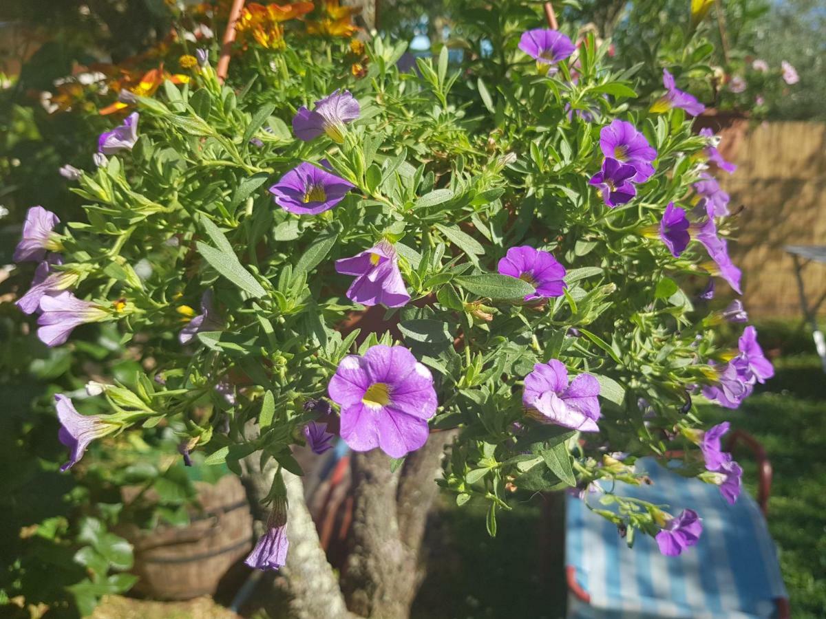 Casa Istria Villa Buje Eksteriør billede